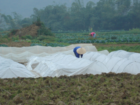 Nông dân xã Kim Bôi (Kim Bôi) thực hiện quy trình che phủ nilon để bảo vệ giống lúa đảm bảo gieo cấy đúng thời vụ.